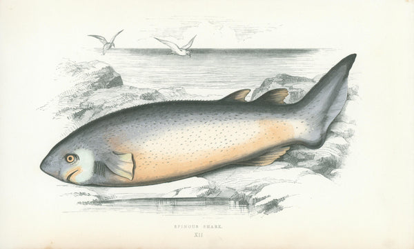 Spinous Shark- Fishes of the British Islands - Authentic Vintage Antique Print