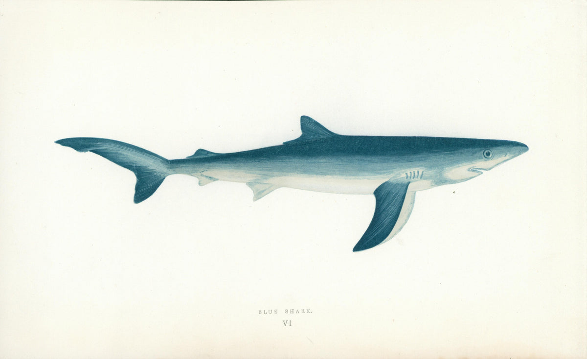 Blue Shark- Fishes of the British Islands - Authentic Vintage Antique Print