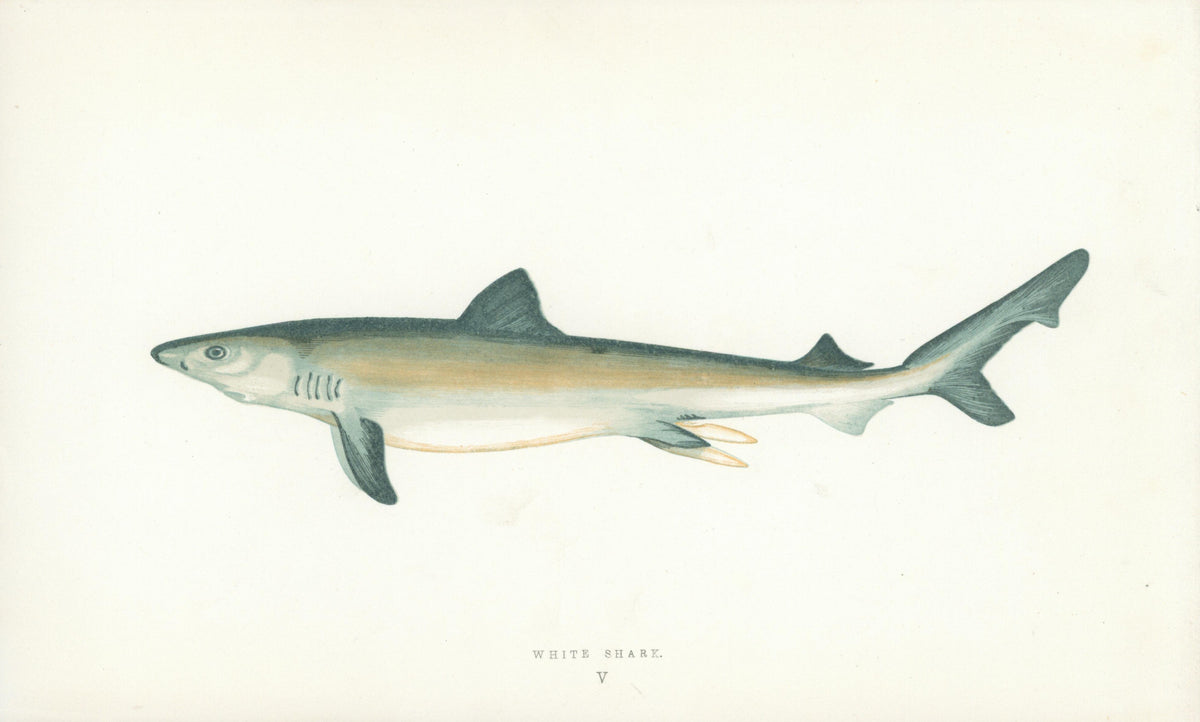 White Shark- Fishes of the British Islands - Authentic Vintage Antique Print