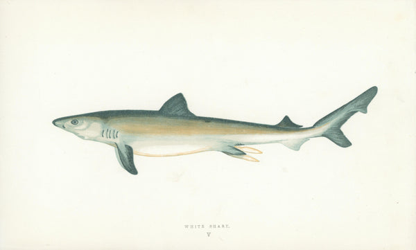 White Shark- Fishes of the British Islands - Authentic Vintage Antique Print