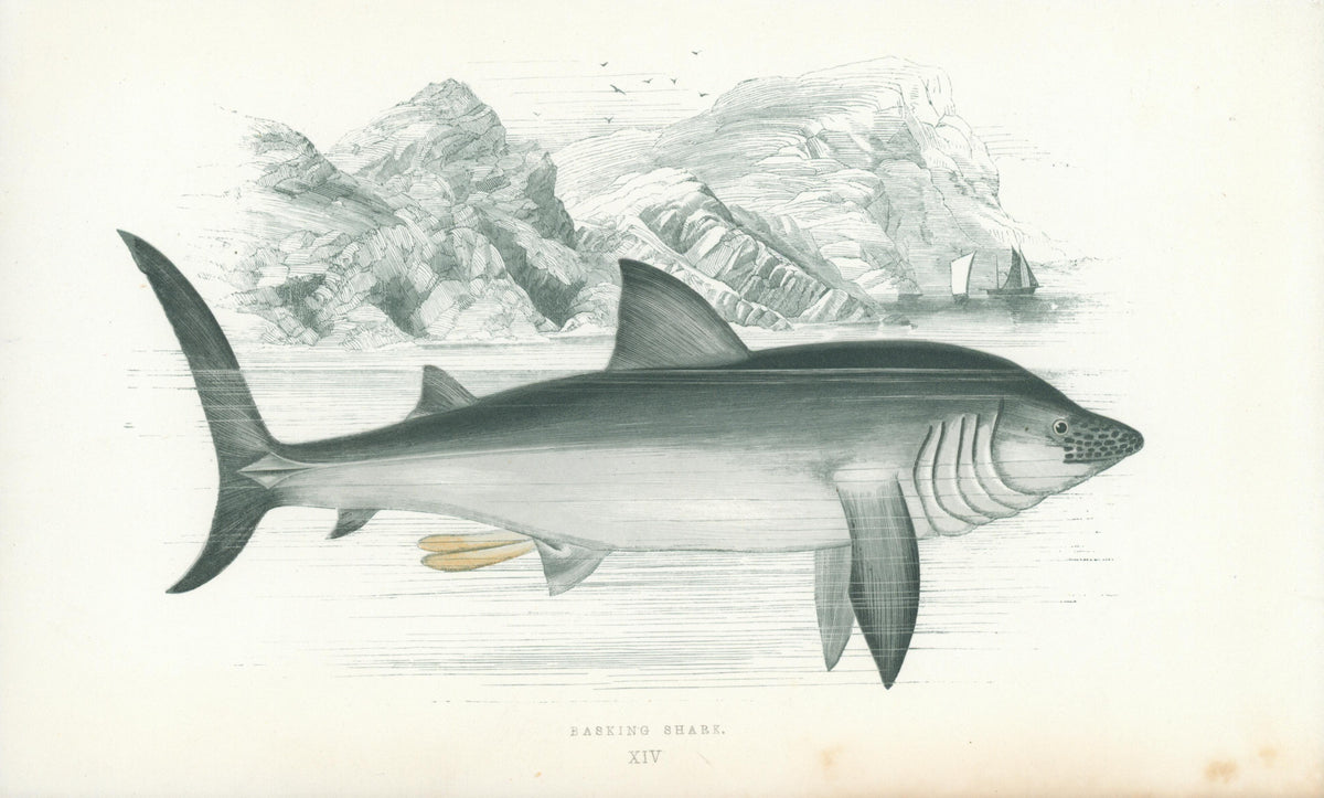 Basking Shark- Fishes of the British Islands - Authentic Vintage Antique Print