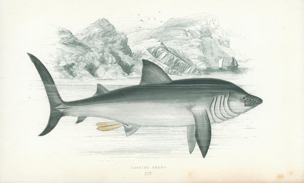 Basking Shark- Fishes of the British Islands - Authentic Vintage Antique Print
