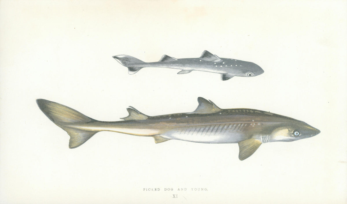 Picked Dog and Young Shark- Fishes of the British Islands - Authentic Vintage Antique Print