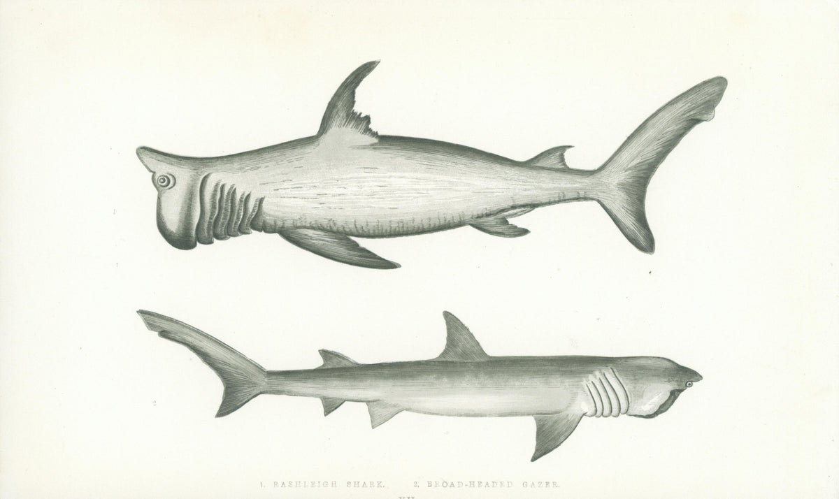 Rashleigh Shark- A History of the Fishes of the British Islands - Authentic Vintage Antique Print