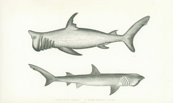 Rashleigh Shark- A History of the Fishes of the British Islands - Authentic Vintage Antique Print