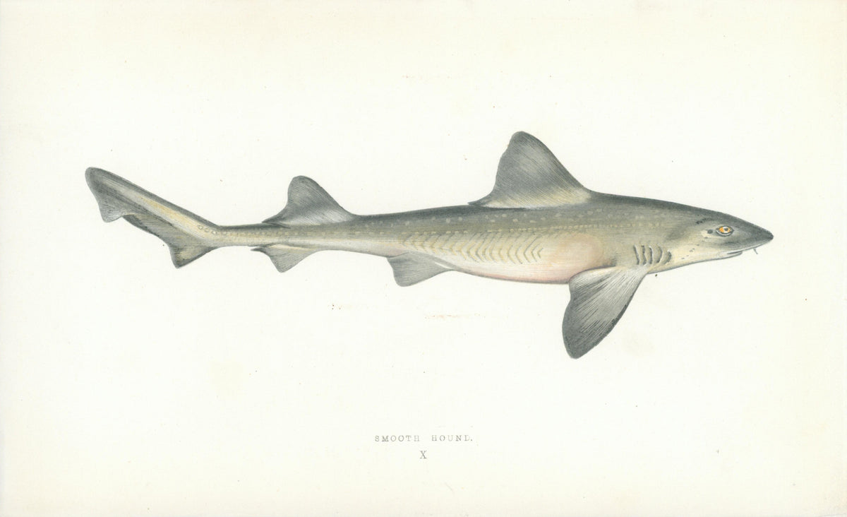 Smooth Hound- Fishes of the British Islands - Authentic Vintage Antique Print