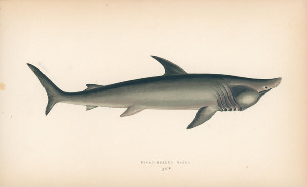 Broad-Headed Gazer Shark- Fishes of the British Islands - Authentic Vintage Antique Print