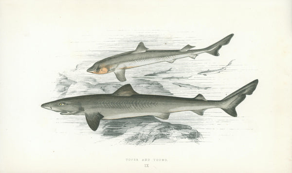 Toper and Young Shark- Fishes of the British Islands - Authentic Vintage Antique Print