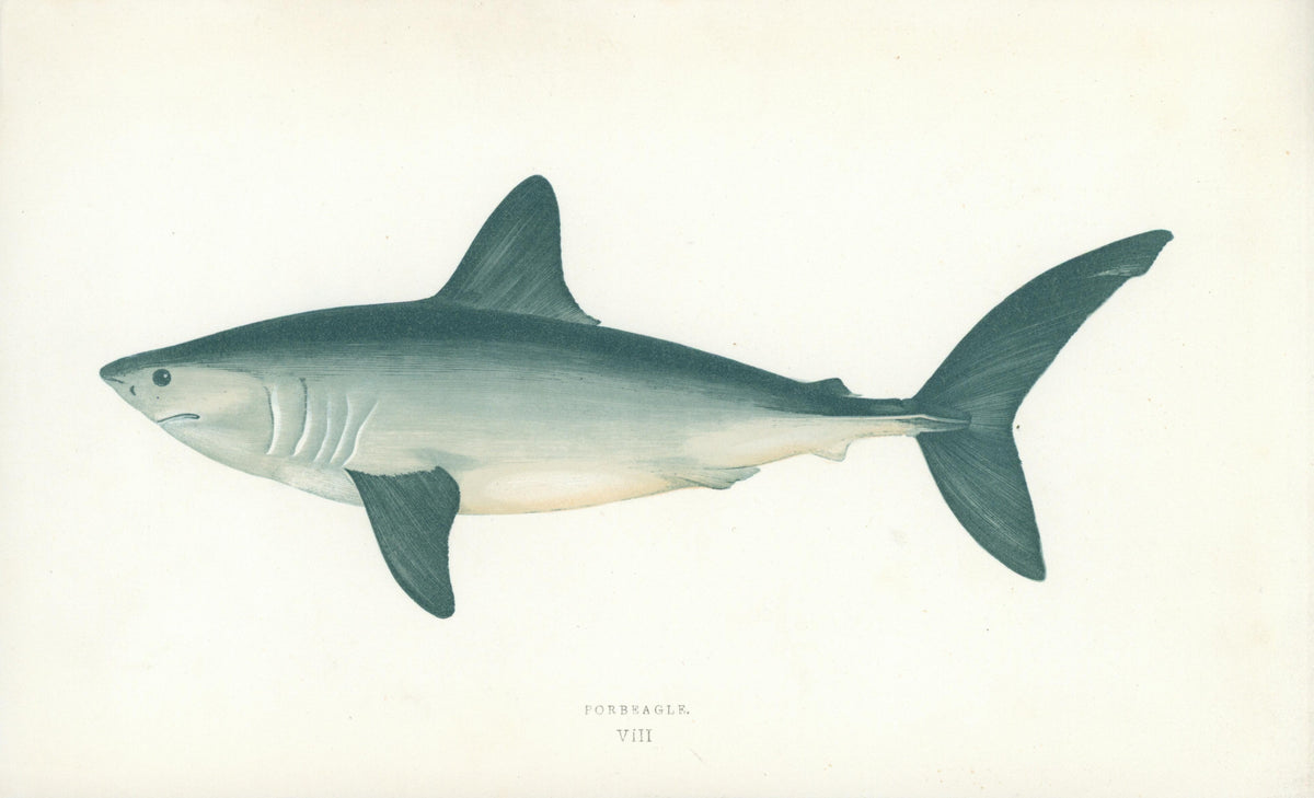 Porbeagle Shark- Fishes of the British Islands - Authentic Vintage Antique Print