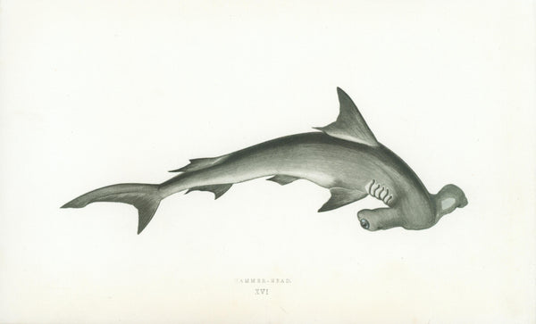 Hammer-Head- A History of the Fishes of the British Islands - Authentic Vintage Antique Print