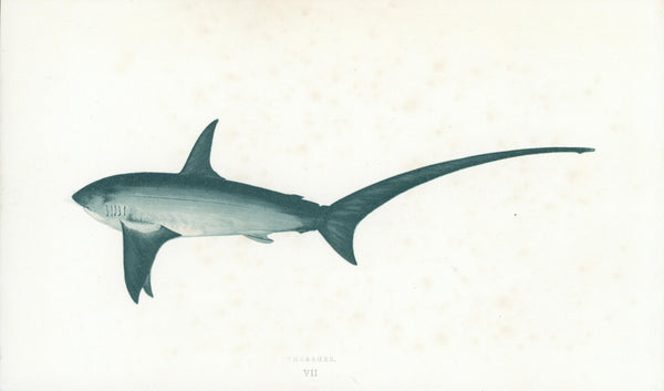 Thrasher Shark- Fishes of the British Islands - Authentic Vintage Antique Print