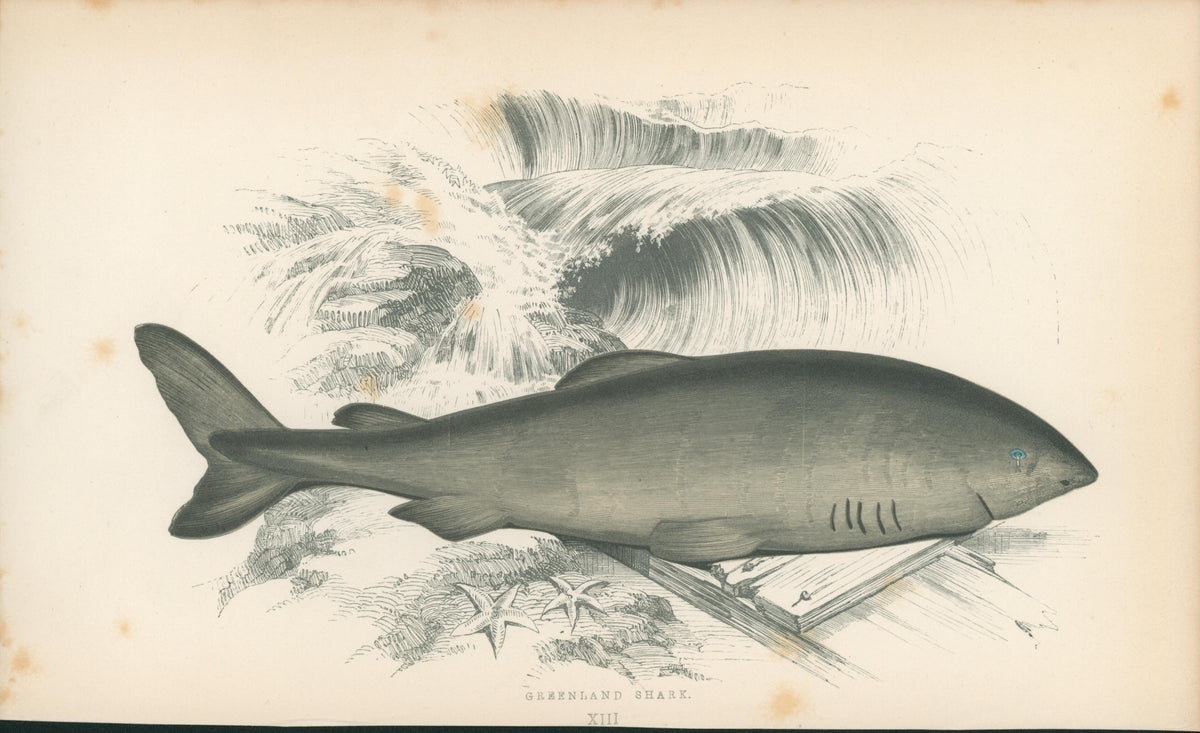 Greenland Shark- Fishes of the British Islands - Authentic Vintage Antique Print