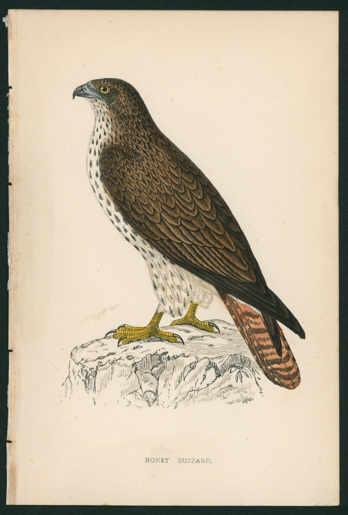 Honey Buzzard, Hawk- A History of British Birds - Authentic Vintage Antique Print
