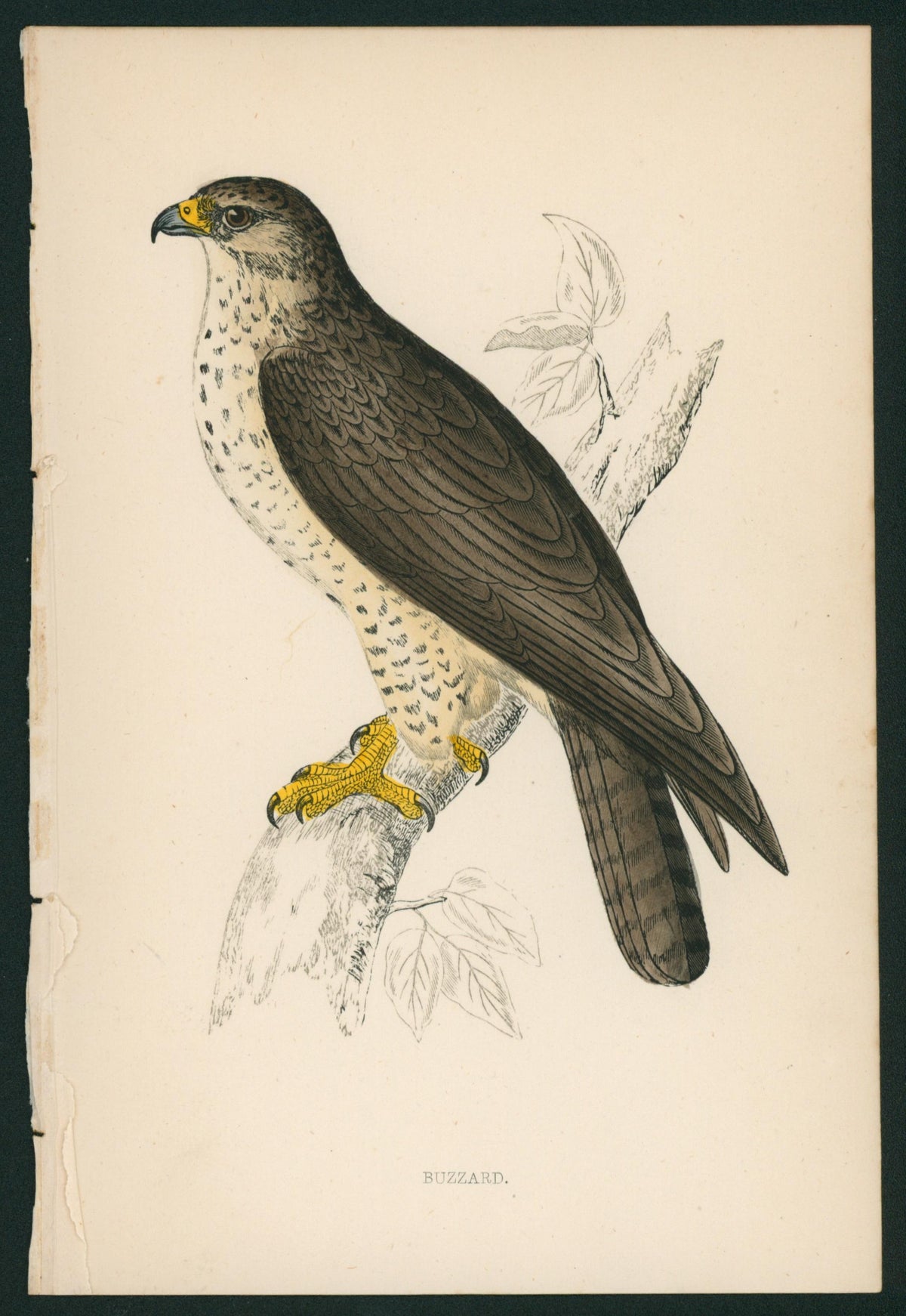 Buzzard, Hawk- A History of British Birds - Authentic Vintage Antique Print