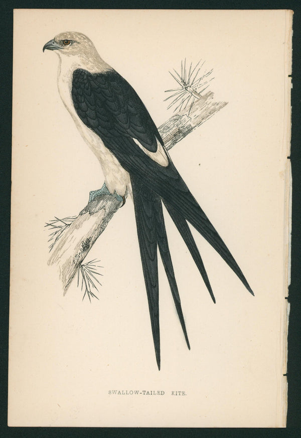 Swallow-Tailed Kite, Eagle- A History of British Birds - Authentic Vintage Antique Print