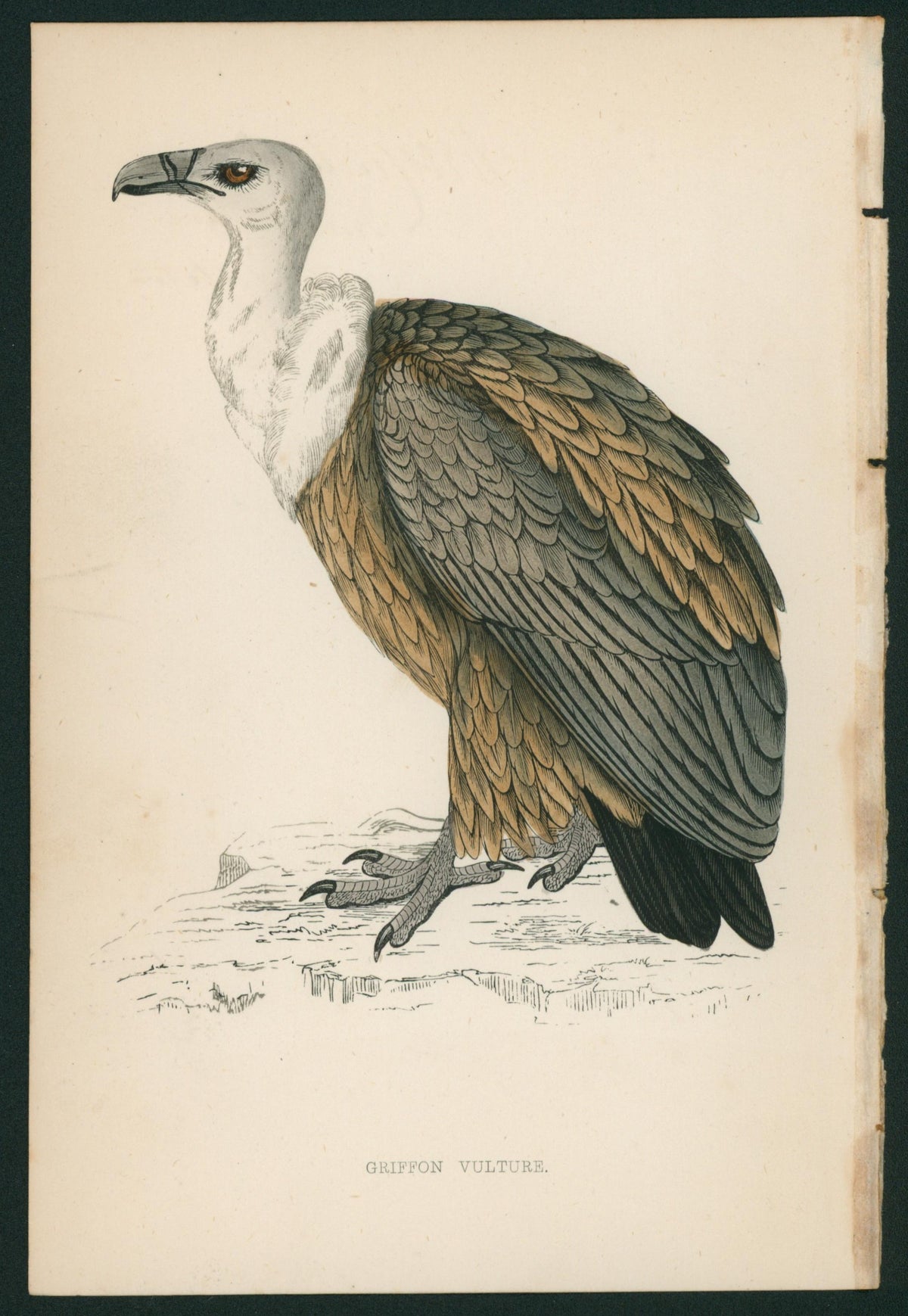 Griffon Vulture- A History of British Birds - Authentic Vintage Antique Print