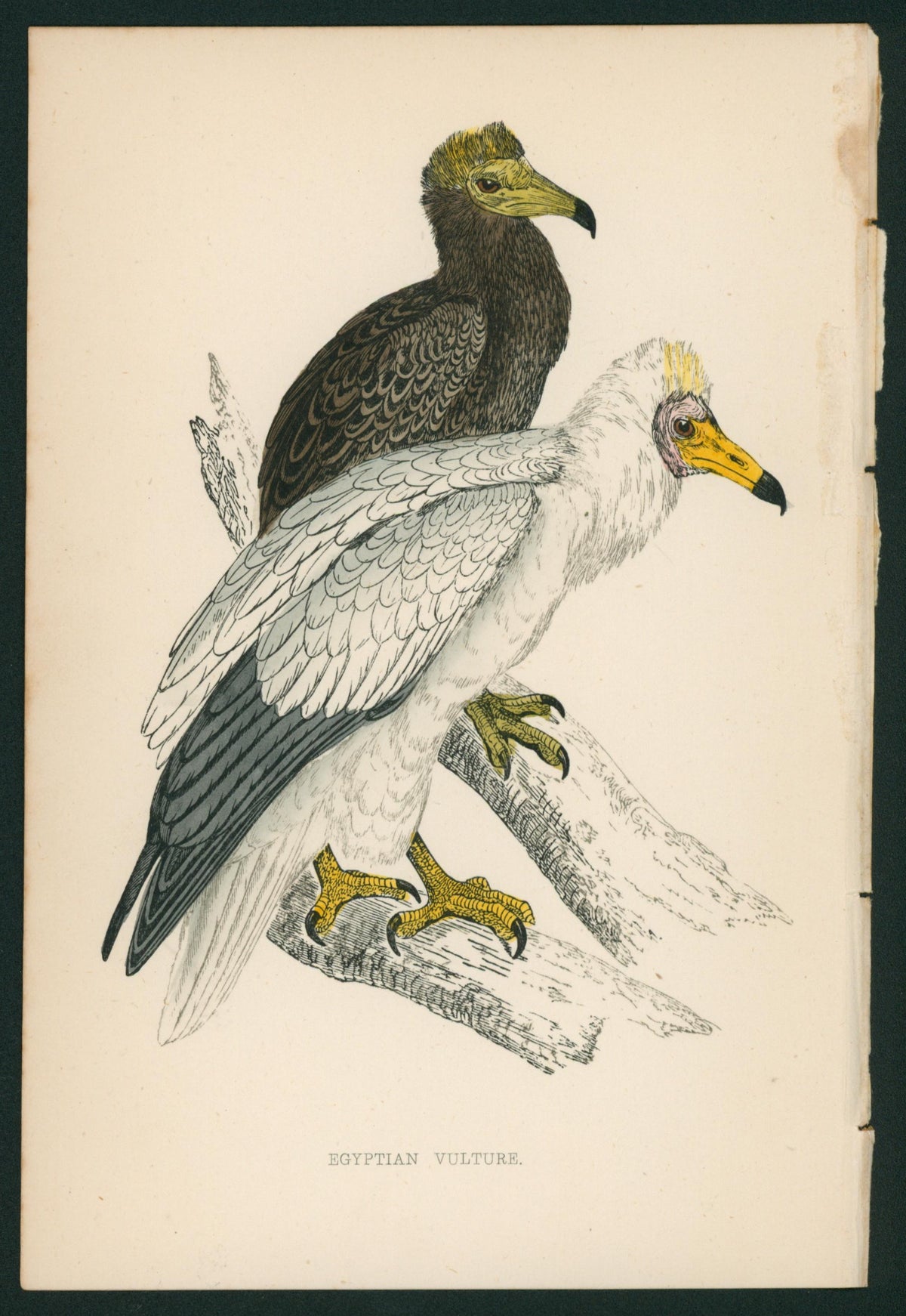 Egyptian Vulture- A History of British Birds - Authentic Vintage Antique Print