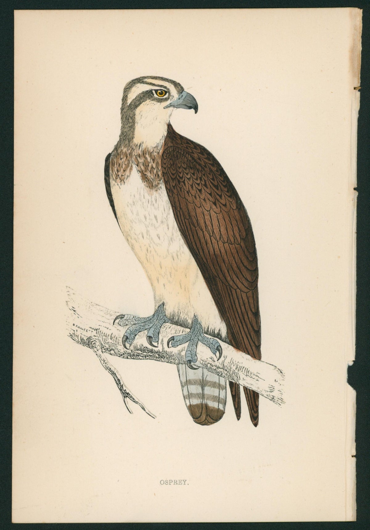 Osprey- A History of British Birds - Authentic Vintage Antique Print