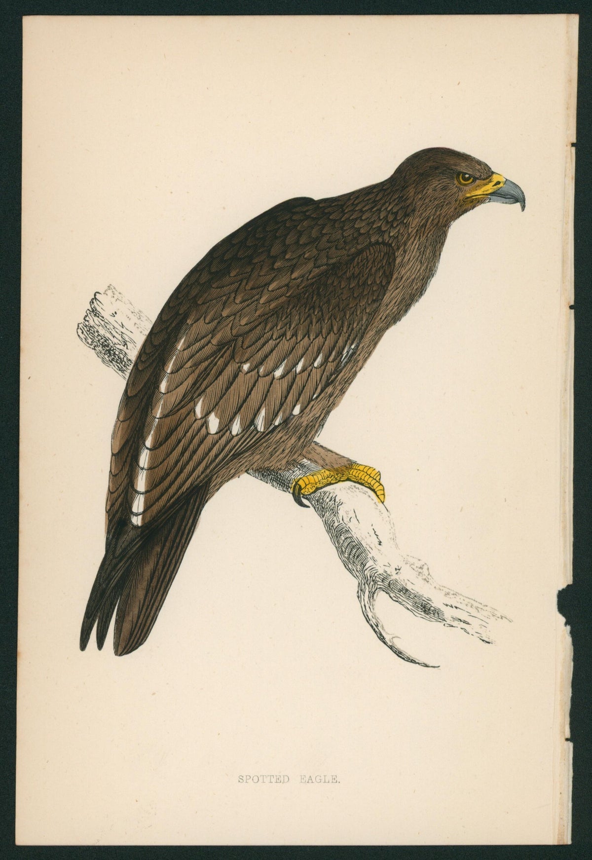 Spotted Eagle- A History of British Birds - Authentic Vintage Antique Print