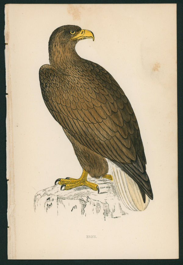 Sea Eagle- A History of British Birds - Authentic Vintage Antique Print