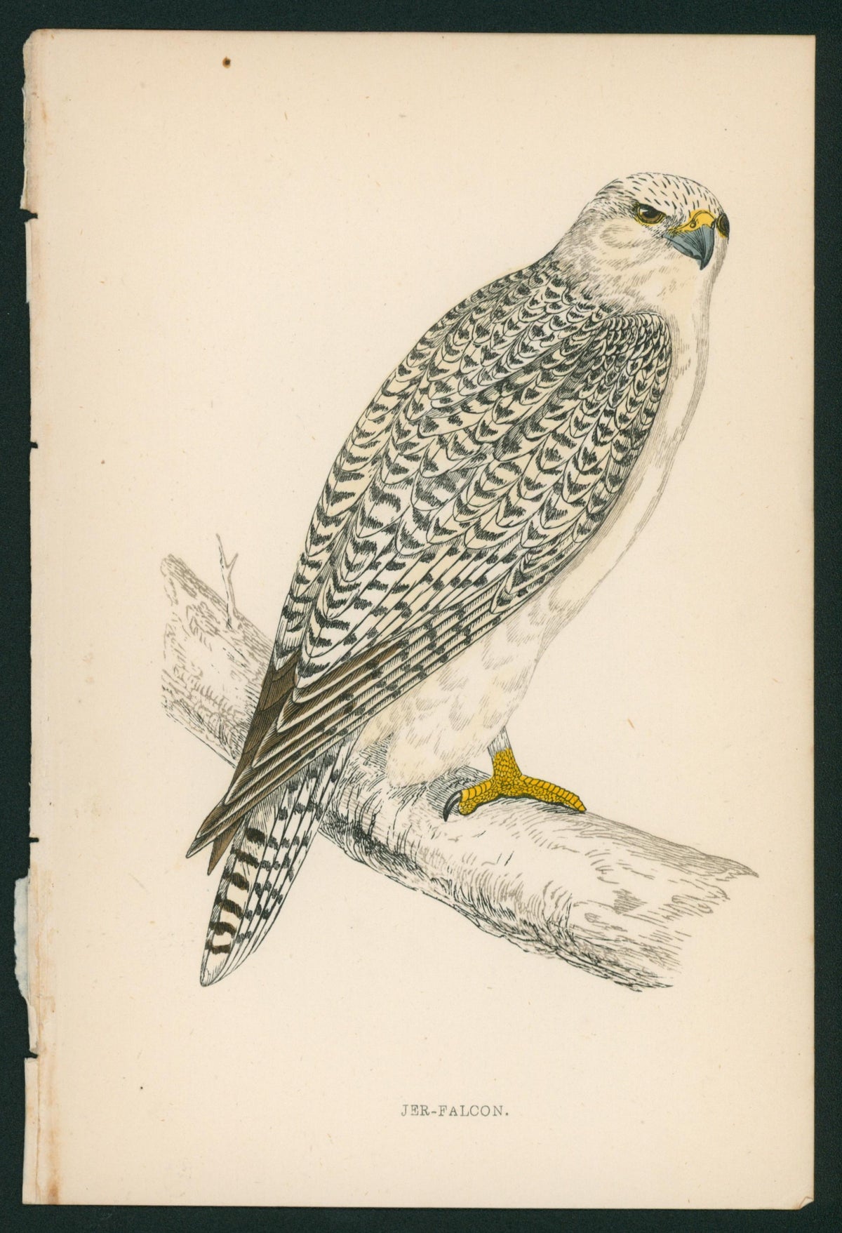 Jer-Falcon- A History of British Birds - Authentic Vintage Antique Print