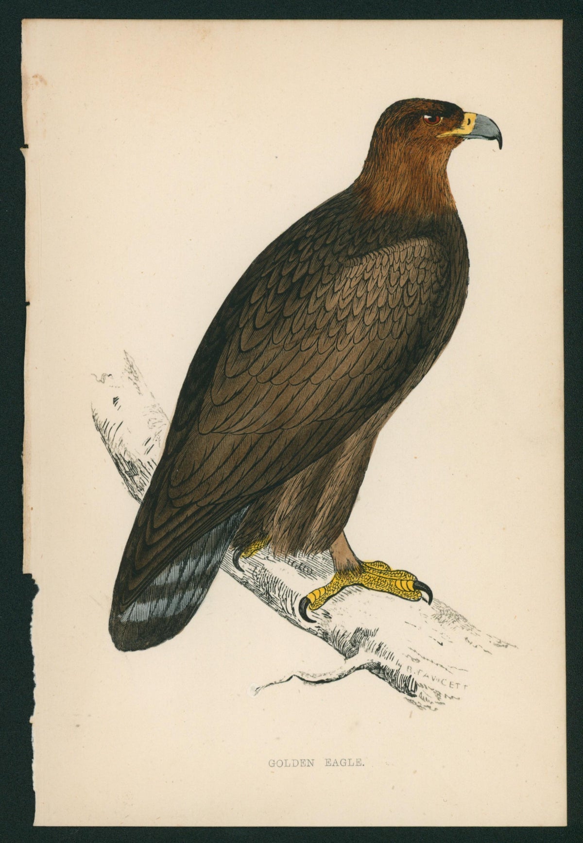 Golden Eagle- A History of British Birds - Authentic Vintage Antique Print