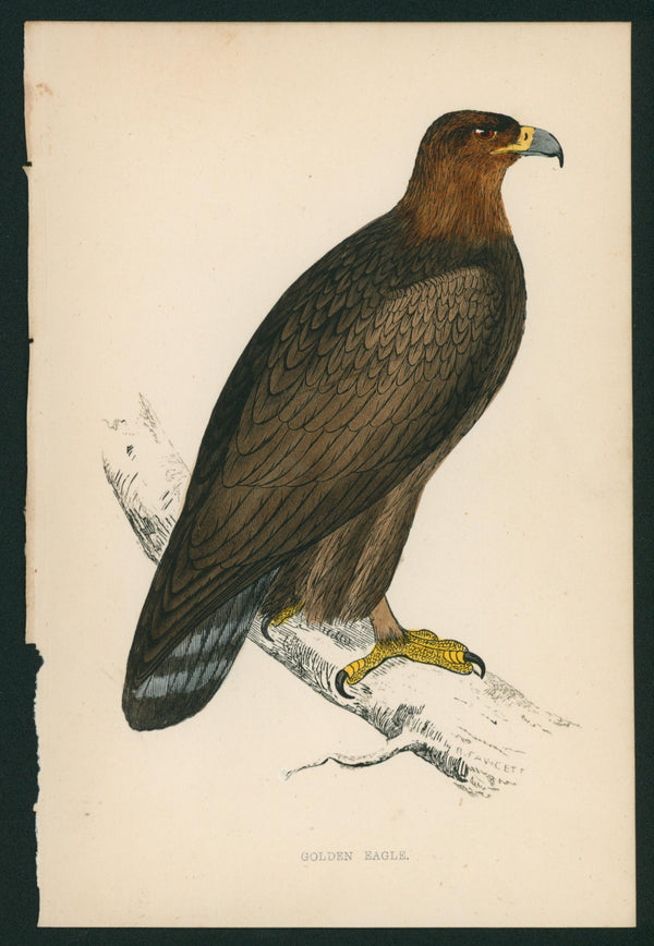 Golden Eagle- A History of British Birds - Authentic Vintage Antique Print