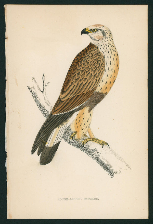 Rough-Legged Buzzard, Hawk- A History of British Birds - Authentic Vintage Antique Print