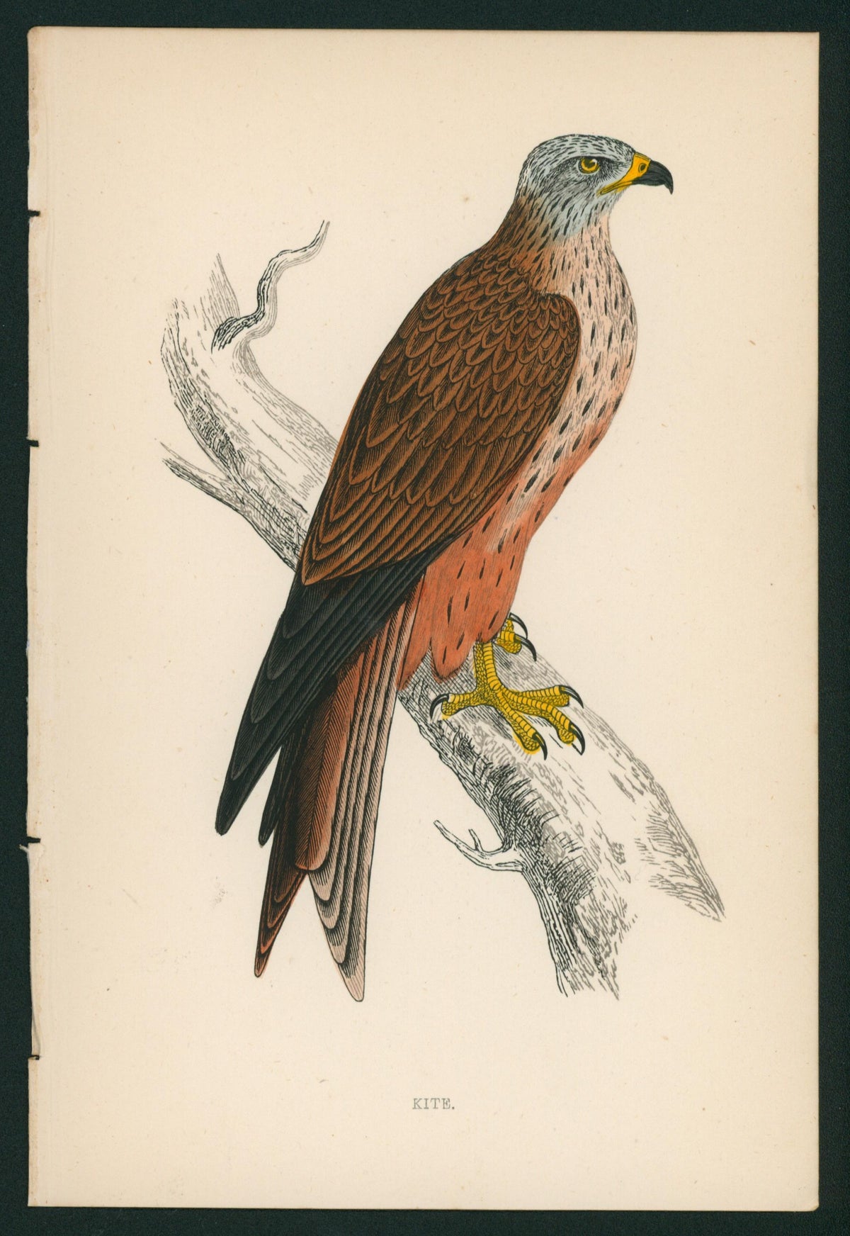 Kite, Eagle- A History of British Birds - Authentic Vintage Antique Print