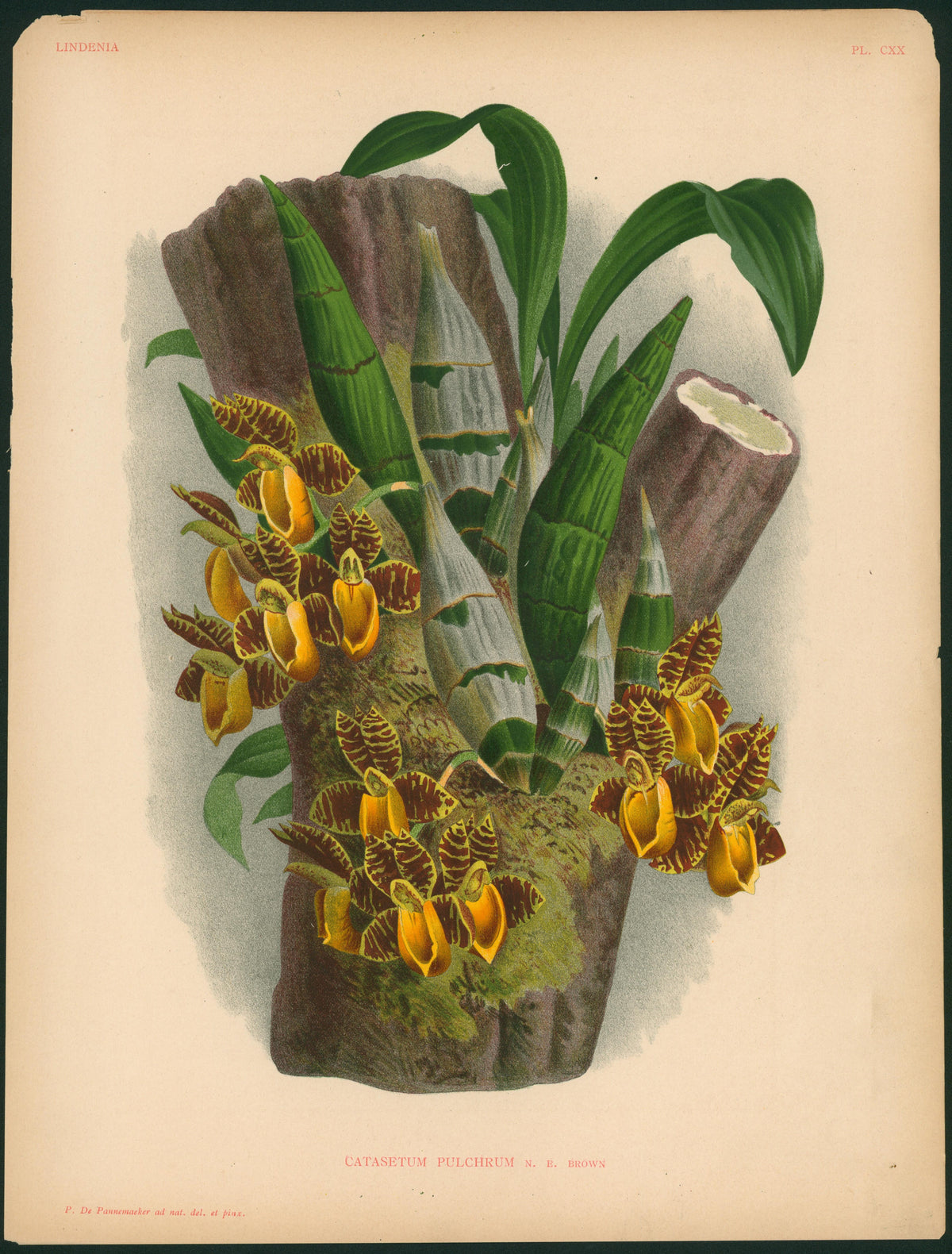 Iconography of Orchids- Chromolithograph - Authentic Vintage Antique Print