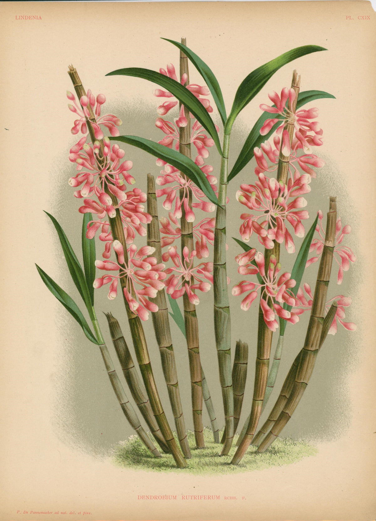 Iconography of Orchids- Chromolithograph - Authentic Vintage Antique Print