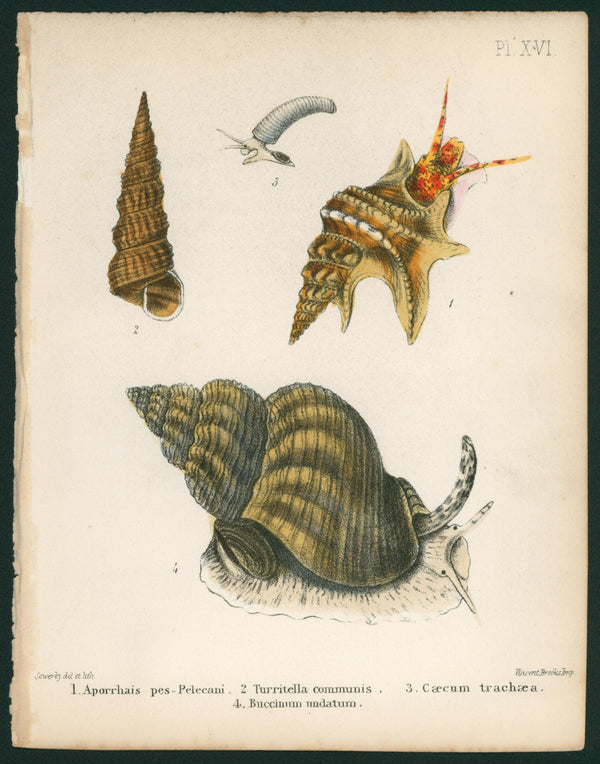 British Conchology- Hand-Colored Lithograph - Authentic Vintage Antique Print