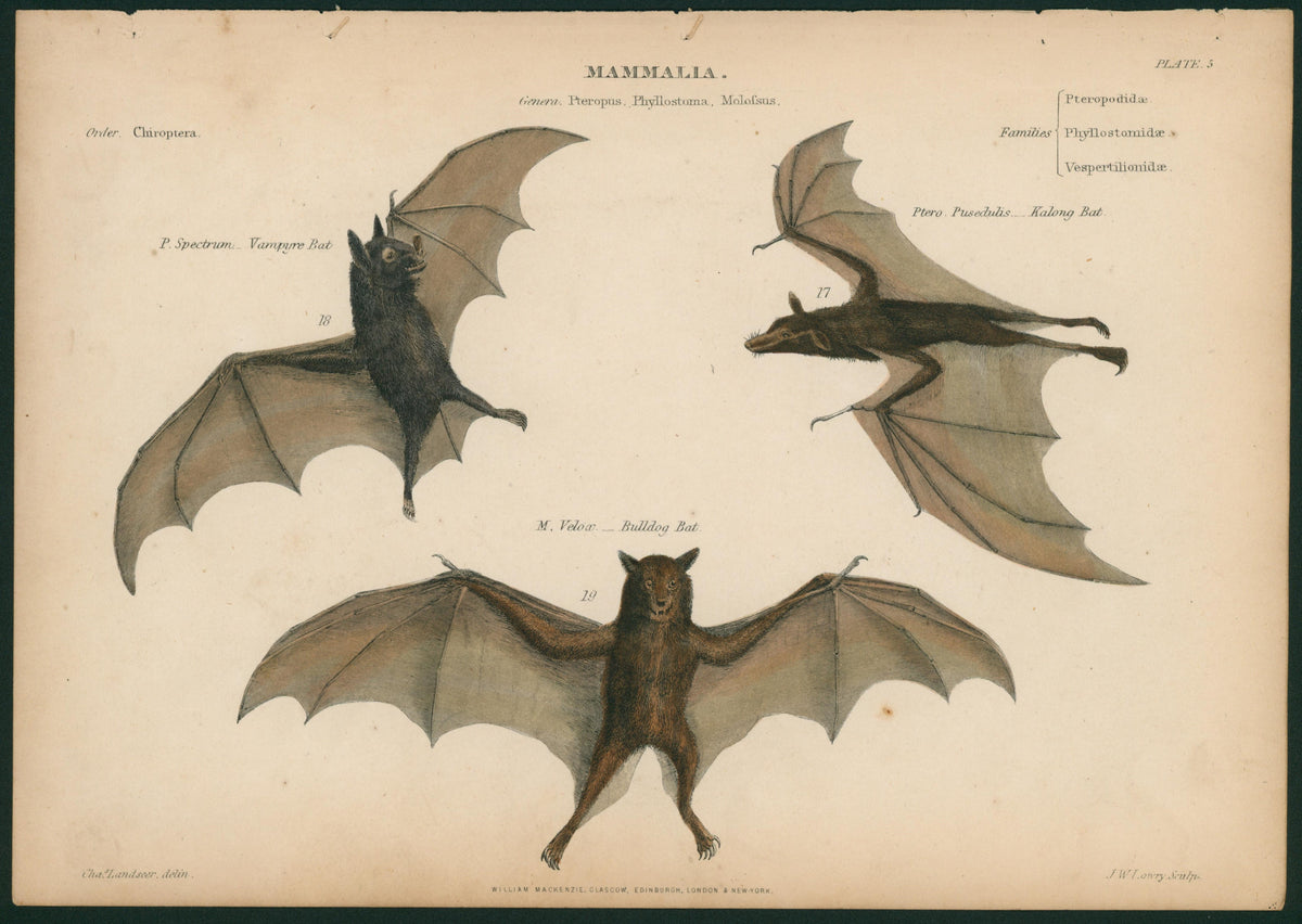 Bat Species- Hand Colored Steel Engraving - Authentic Vintage Antique Print
