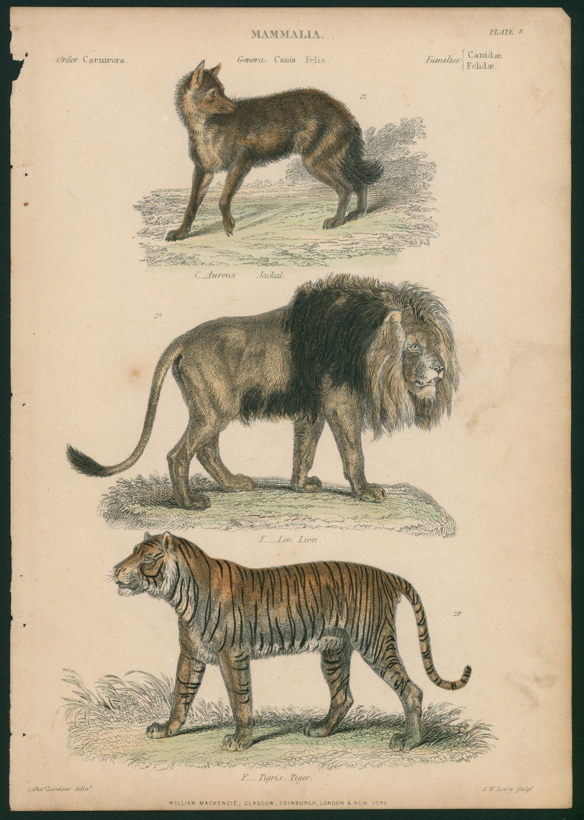 Jackal, Lion, Tiger- Hand Colored Steel Engraving - Authentic Vintage Antique Print