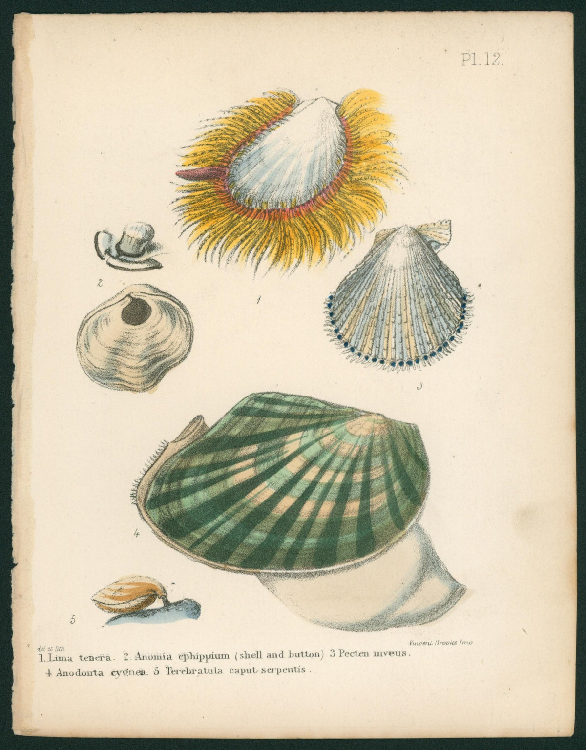 Sowerby 1854 HC Shell Print. Luma, Anomia, Pecten, Anodonta, Terebratula - Authentic Vintage Antique Print