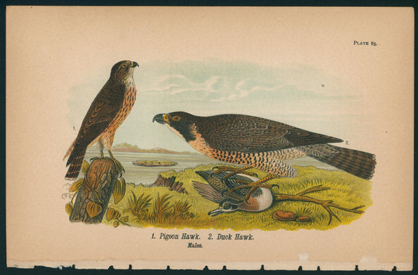 Pigeon & Duck Hawk- Birds of Pennsylvania - Authentic Vintage Antique Print