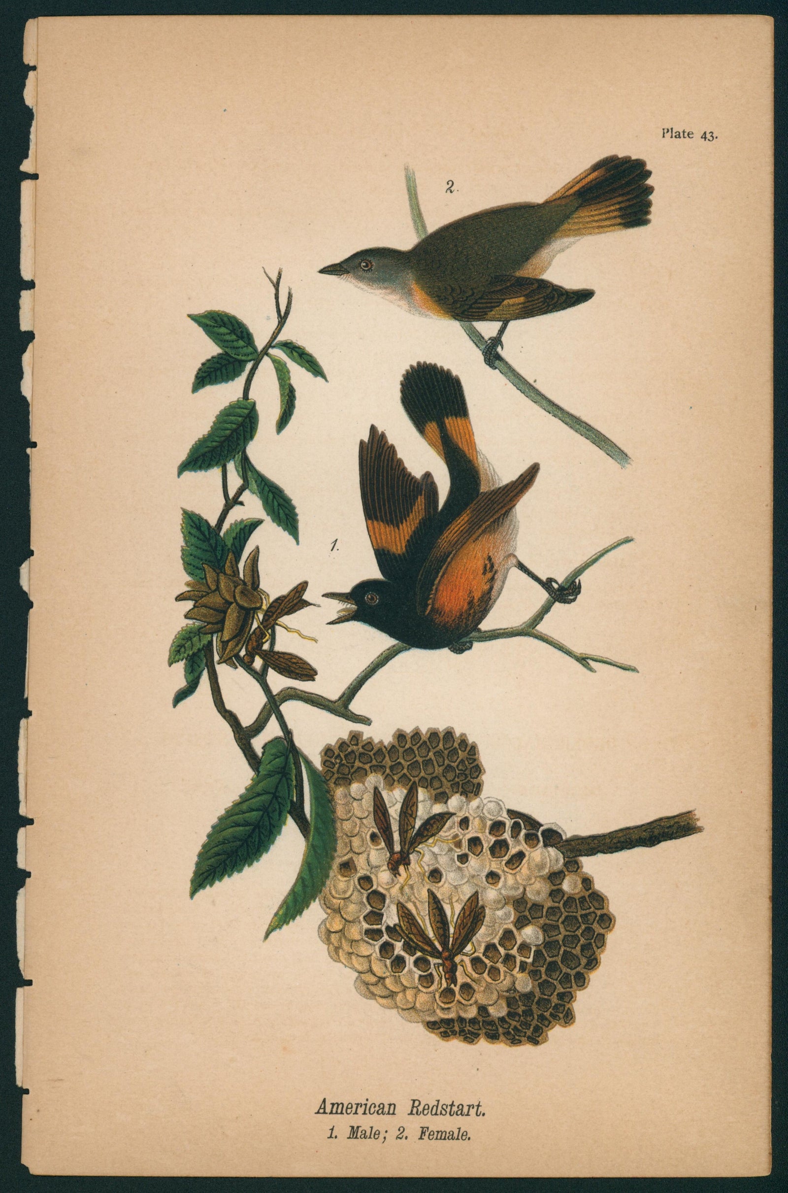 American Redstart- Birds of Pennsylvania - Authentic Vintage Antique Print