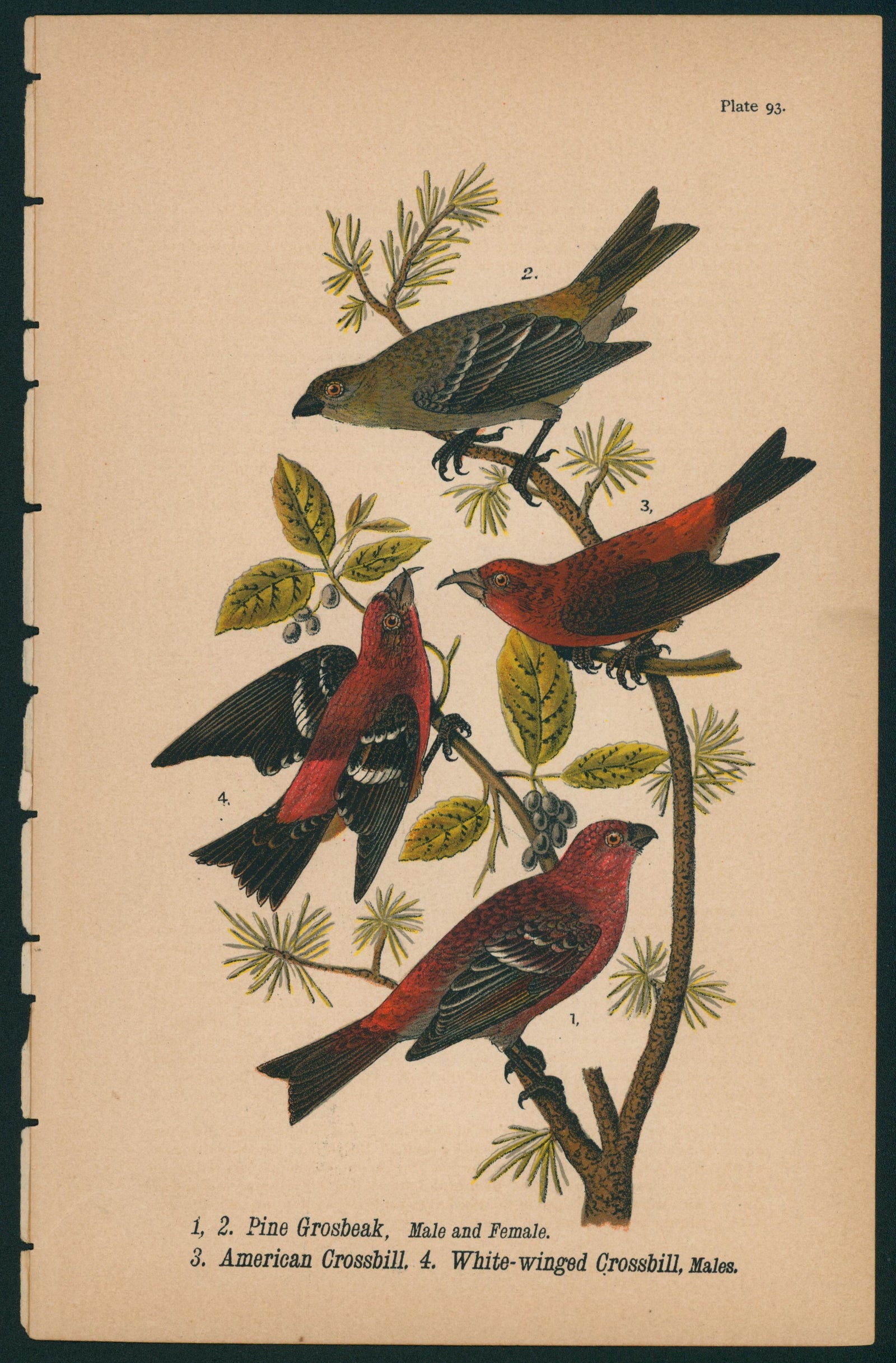 Pine Grosbeak- Birds of Pennsylvania - Authentic Vintage Antique Print