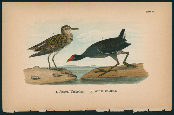Pectoral Sandpiper- Birds of Pennsylvania - Authentic Vintage Antique Print