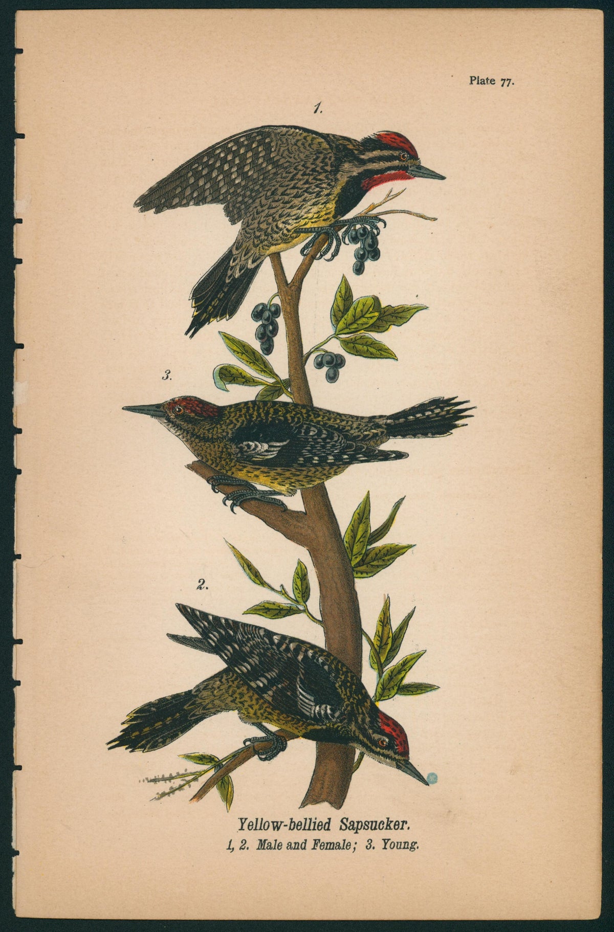 Yellow-bellied Sapsucker- Birds of Pennsylvania - Authentic Vintage Antique Print