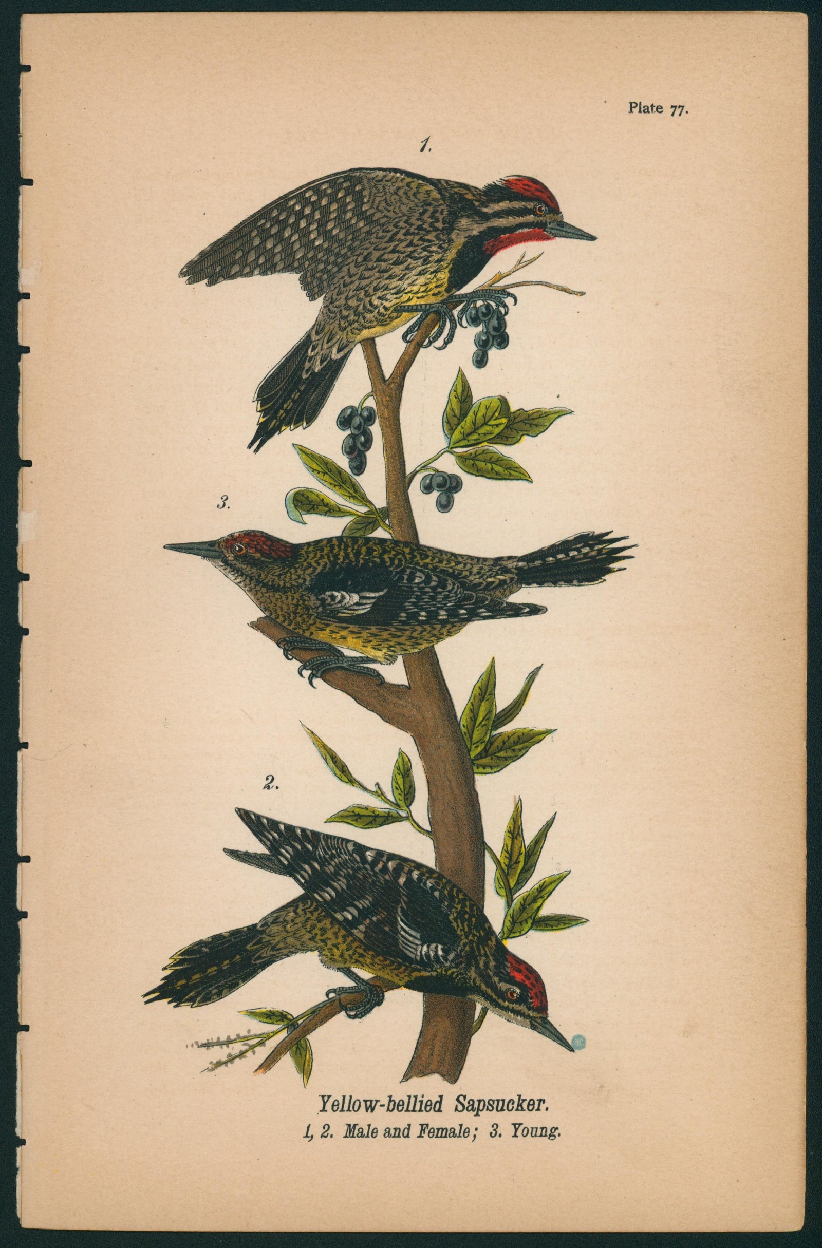 Yellow-bellied Sapsucker- Birds of Pennsylvania - Authentic Vintage Antique Print