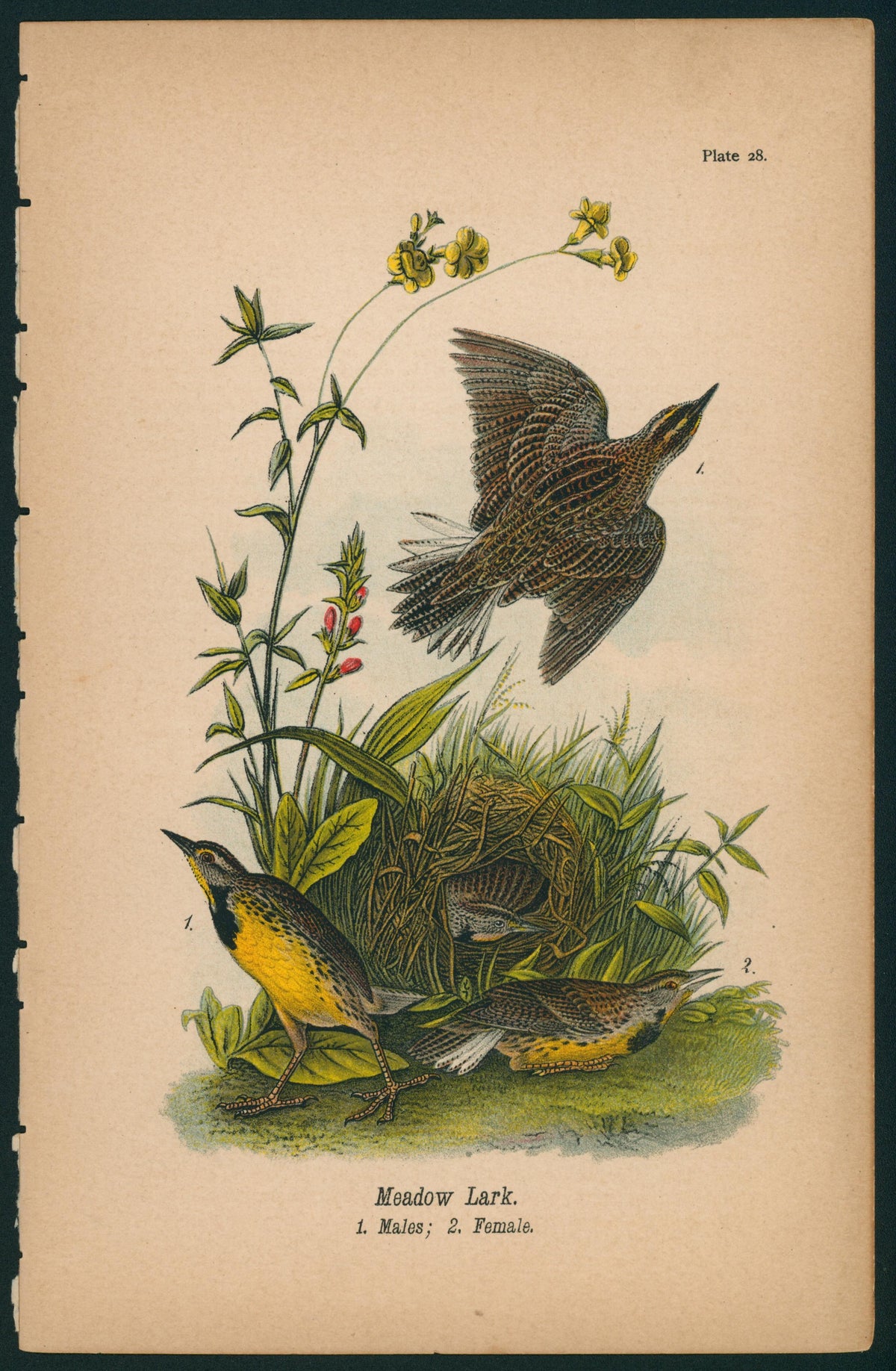 Meadow Lark- Birds of Pennsylvania - Authentic Vintage Antique Print