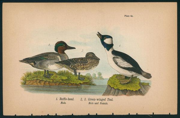 Green-winged Teal- Birds of Pennsylvania - Authentic Vintage Antique Print