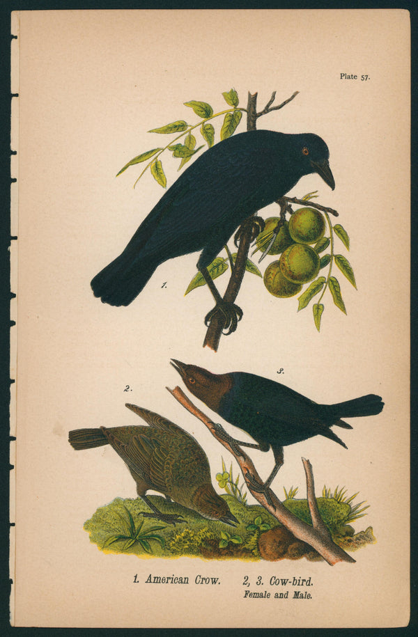 American Crow- Birds of Pennsylvania - Authentic Vintage Antique Print