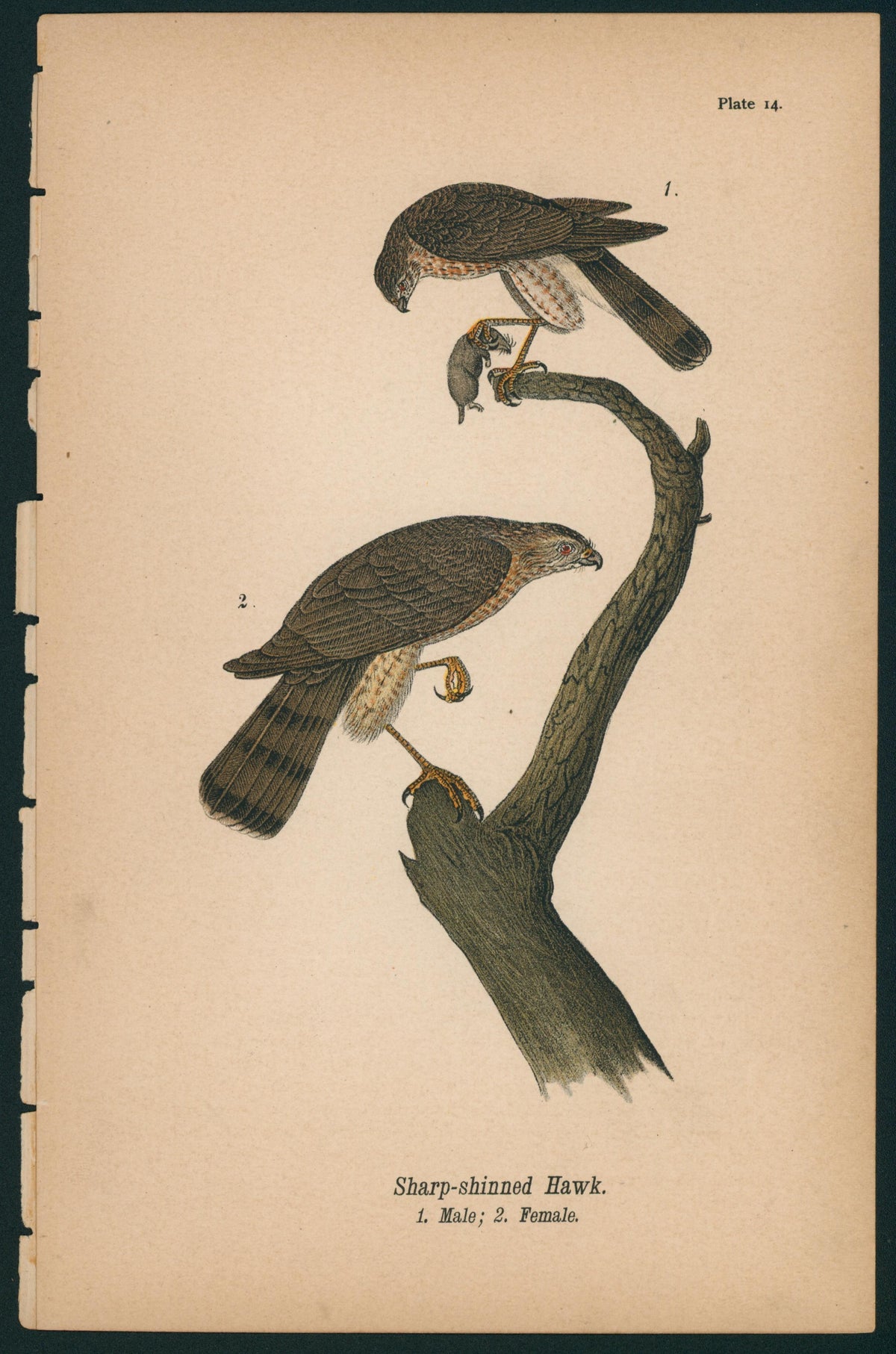 Sharp-shinned Hawk- Birds of Pennsylvania - Authentic Vintage Antique Print