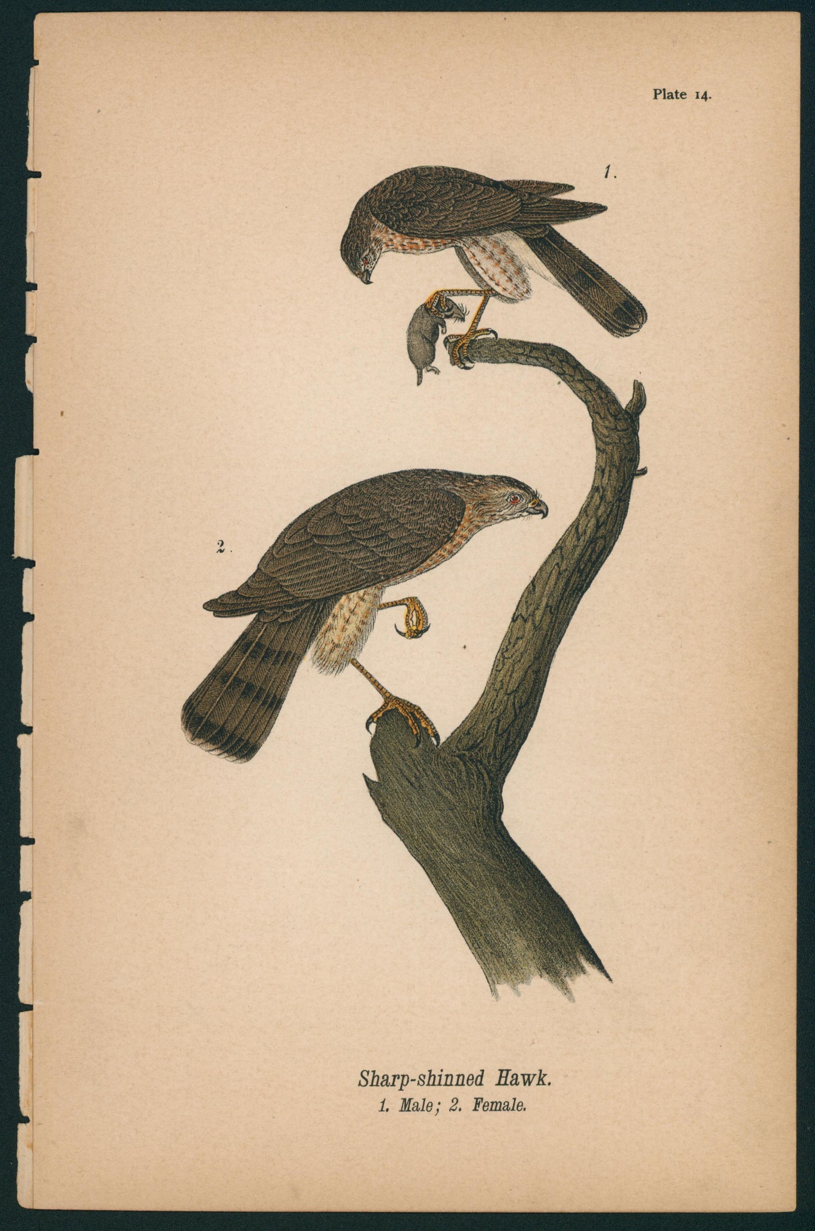 Sharp-shinned Hawk- Birds of Pennsylvania - Authentic Vintage Antique Print