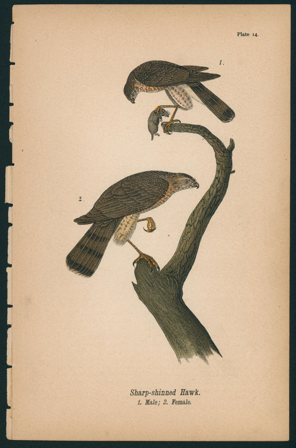 Sharp-shinned Hawk- Birds of Pennsylvania - Authentic Vintage Antique Print