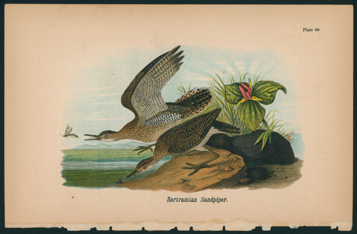 Bartramian Sandpiper- Birds of Pennsylvania - Authentic Vintage Antique Print