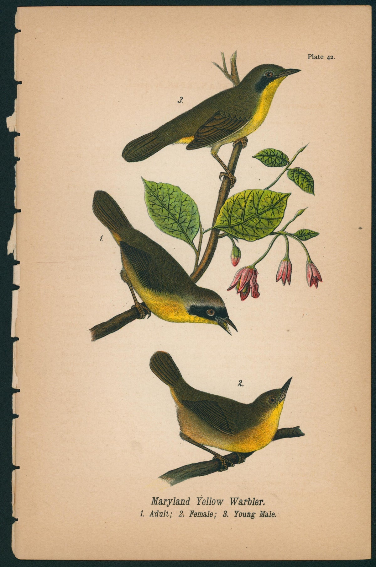 Maryland Yellow Warbler- Birds of Pennsylvania - Authentic Vintage Antique Print