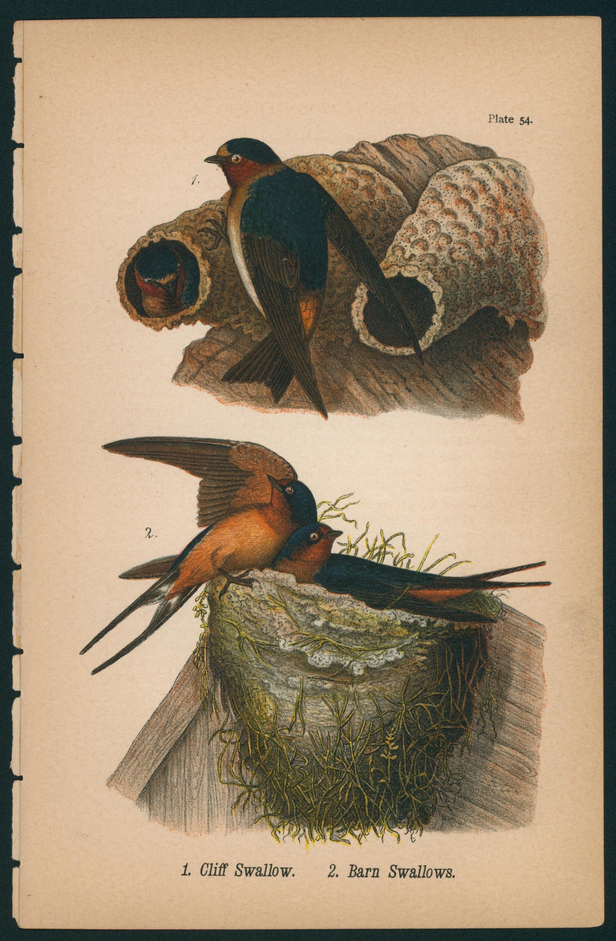 Cliff Swallow- Birds of Pennsylvania - Authentic Vintage Antique Print